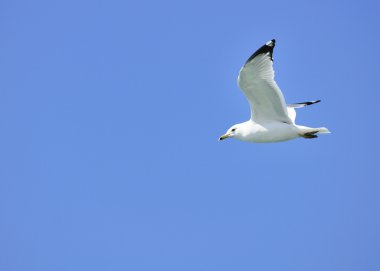 Ring-billed Seagull clipart