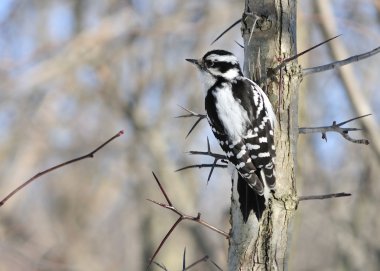 Downy Woodpecker clipart