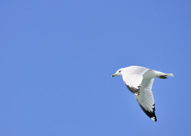 Ring-billed Seagull clipart