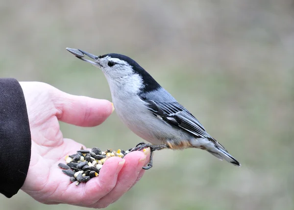 Nuthatch In Hand — Stock Photo, Image
