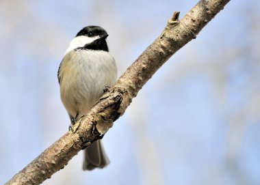 Black-capped Chickadee clipart