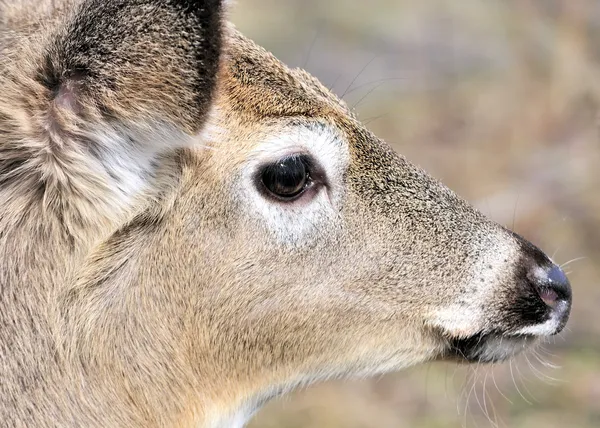 Whitetail シカ子鹿物語 — ストック写真