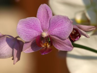 phalaenopsis orkide çiçek