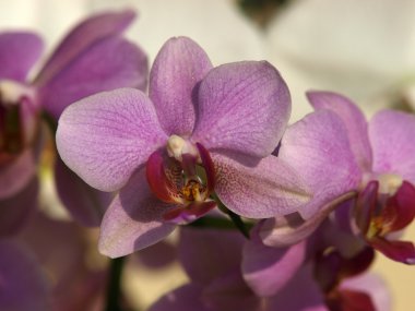 phalaenopsis orkide çiçek