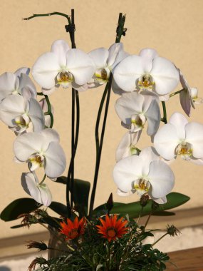 beyaz orkide phalaenopsis