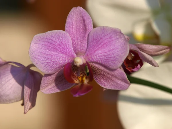 Fiore di Orchidea-Phalaenopsis — Foto Stock