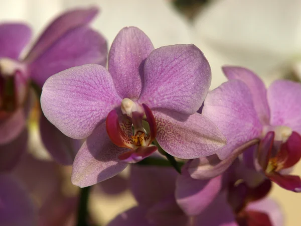 Fiori di Orchidea-Phalaenopsis — Foto Stock