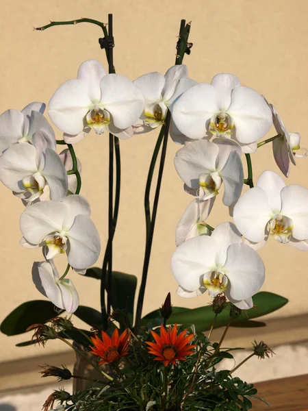 Orchidea-Phalaenopsis bianco — Foto Stock