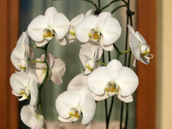 Orquídea blanca-Phalaenopsis —  Fotos de Stock