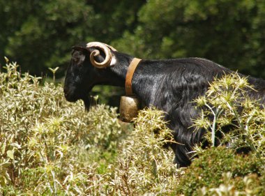 Crete - a herd of goats in the Imbros clipart