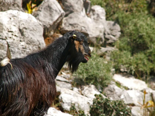 stock image Crete - a herd of goats in the Imbros