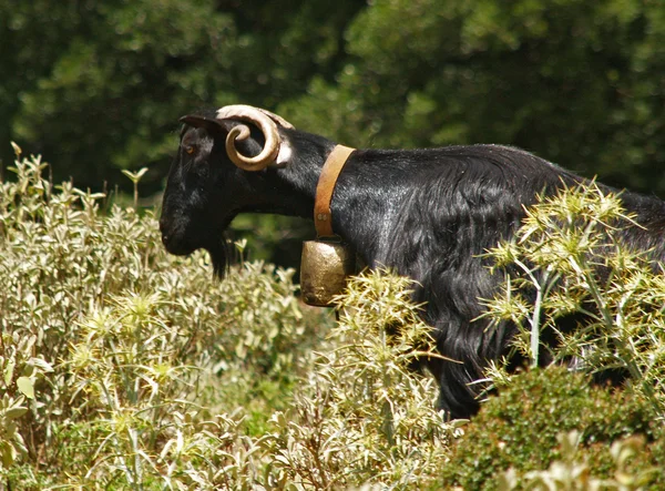 Crète - un troupeau de chèvres dans les Imbros — Photo