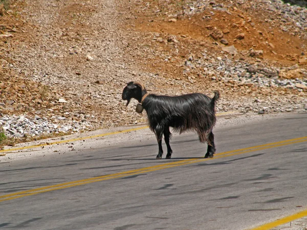 stock image Crete - Goat