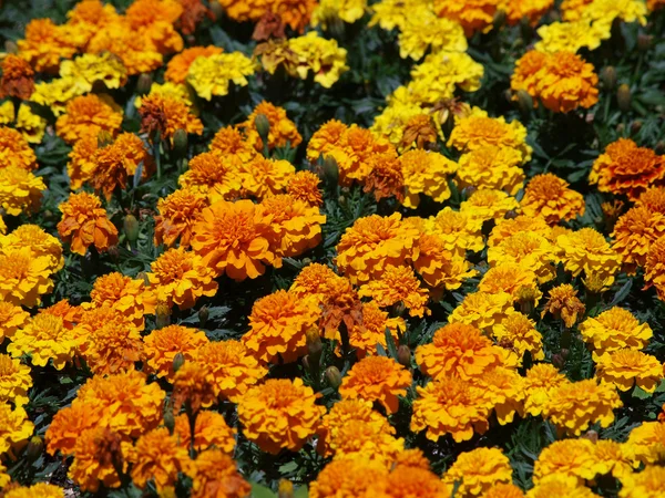 stock image Yellow Flowers