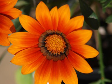 Colourful marguerite/daisy/