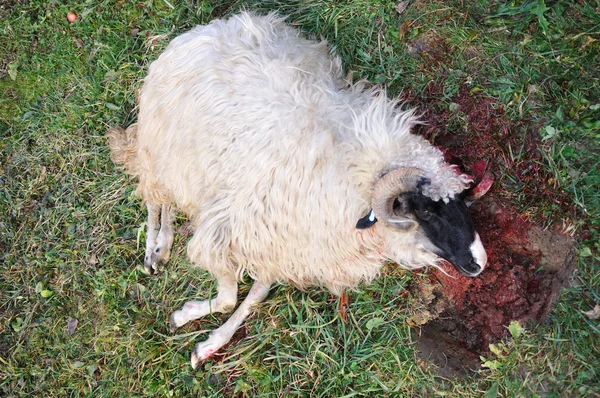 Stock image Sheep