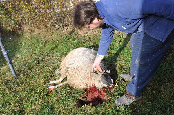 Sheep slaughtered