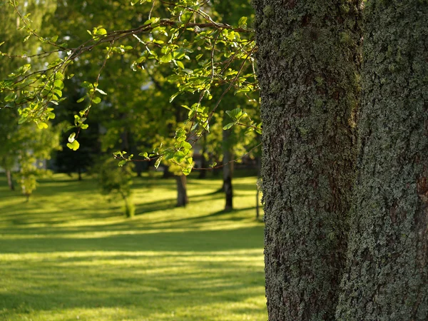 stock image Sunny glade in the park