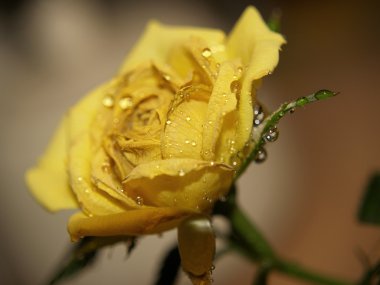 Old rose with water drops clipart