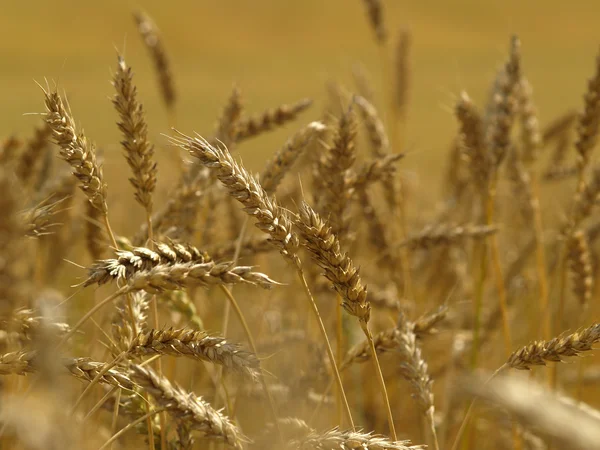 黄金の小麦 — ストック写真