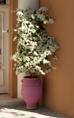 White bougainvillea in a court yard clipart