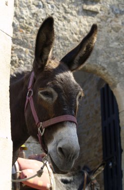 Donkey portrait clipart