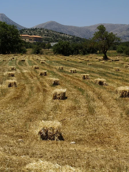 Square hay bales in a valley — Stock Photo, Image