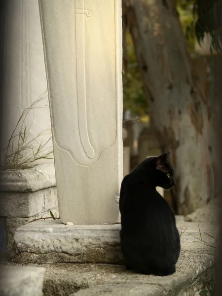 Müslüman mezarlığı üzerinde kara kedi