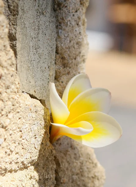stock image Plumeria flower in the stone wall