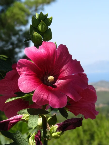 Hermosas flores rosadas grandes —  Fotos de Stock