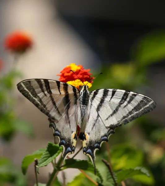 꽃 위에 나비 — 스톡 사진