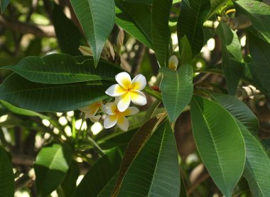 Plumeria (frangipani) çiçekler