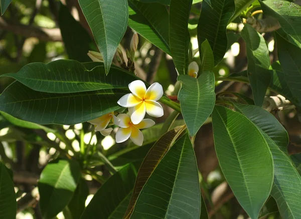 Stock image Plumeria (frangipani) flowers