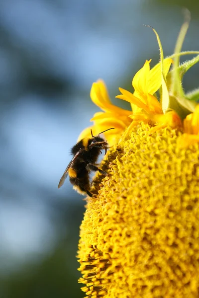 Honey bee på en solros — Stockfoto
