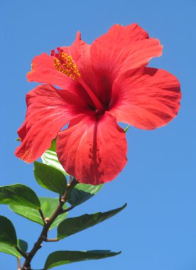 hibiscus çiçeği