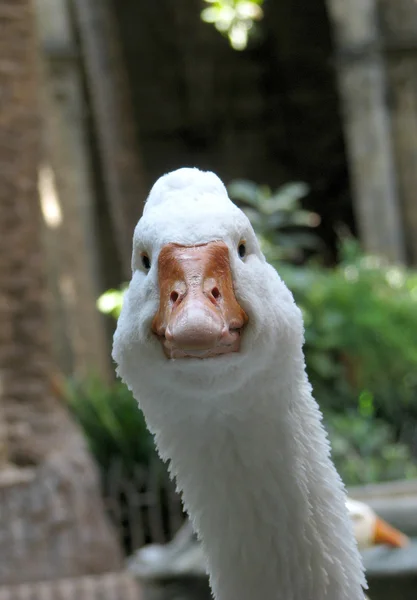 Сurious goose — Stock Photo, Image