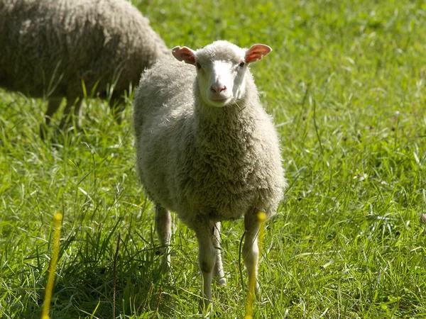 stock image Sheep