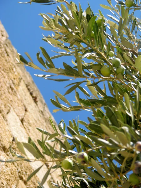 Оливковая ветвь Стоковое Фото