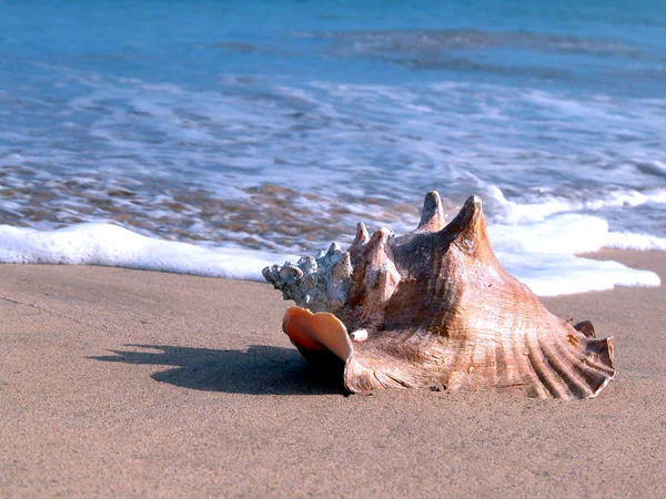 Whelk in the beach — Stock Photo, Image