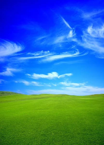 Zielone pole w lecie — Zdjęcie stockowe