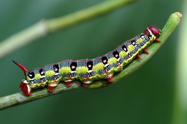 Macro caterpillar clipart