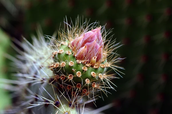 Stock image Macro cactus flower