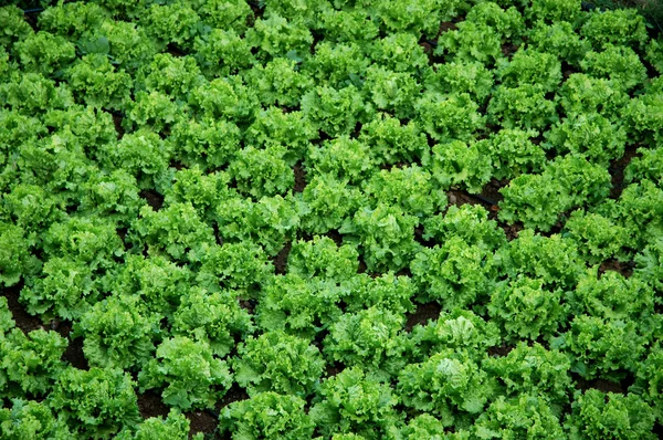 Plantation of lettuces — Stock Photo, Image