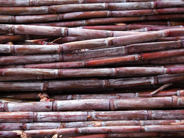 Freshly cut sugar cane — Stock Photo, Image