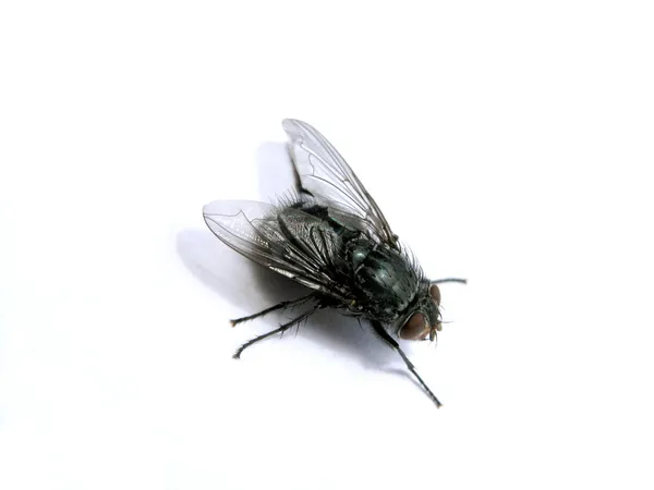 Fliege Stockbild