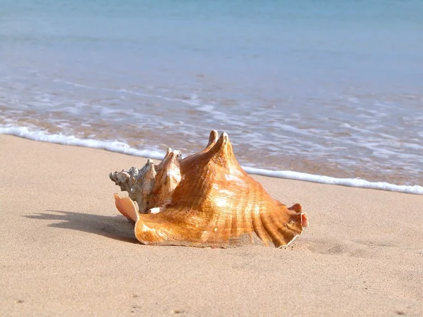 Trąbik zwyczajny na plaży — Zdjęcie stockowe