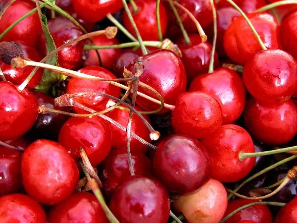 stock image Cherries