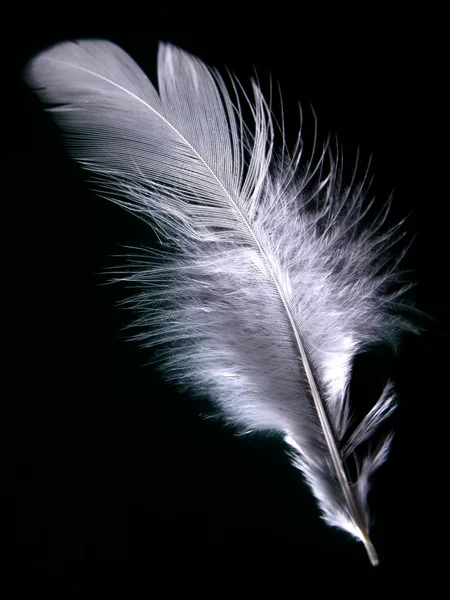 Chicken feather — Stock Photo, Image