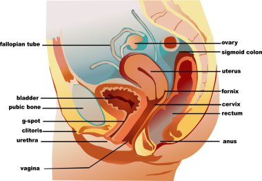 Vagina clipart