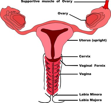 Vagina clipart